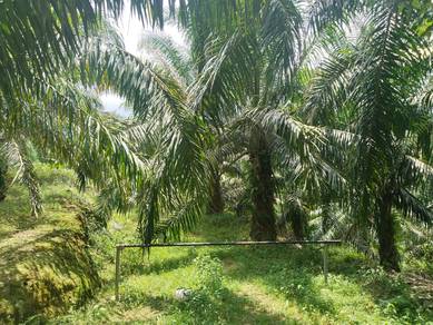 Agricultural Land in Jelebu, NSN