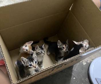 anak kucing utk diberi