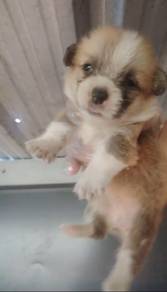 Pure Corgi 双色柯基犬🐶 Female