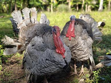 ayam belanda b.slate
