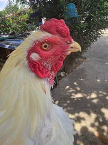 Ayam Sabung baka batang kaki 