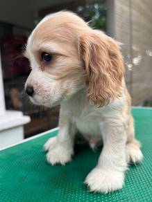 Cocker Spaniel