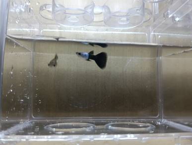 ikan guppy 