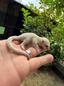 sugar glider