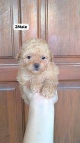 Poodle