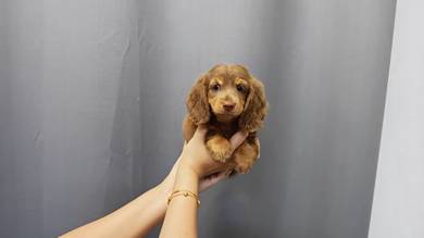 Q111 #MKA mini dachshund long haired choco tan