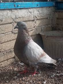merpati giant runt