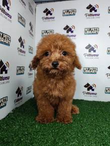 Toy poodle red teddy bear face
