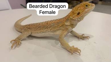 Bearded Dragon Untuk Dijual !!