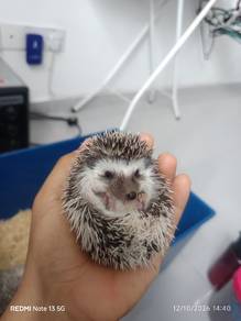 Hedgehog for Rehome
