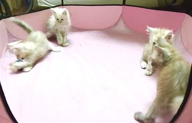 Mainecoon kitten
