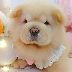 Chow Chow