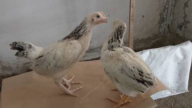 Anak Ayam penelur light Sussex , BPR ,australorp
