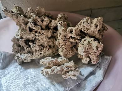 Marine / coral rock