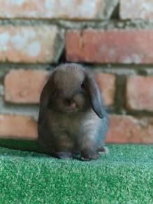 arnab holland lop