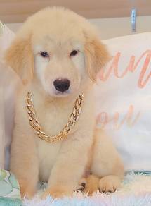 Golden Retriever