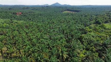 Agricultural Land in Kota Tinggi, JHR