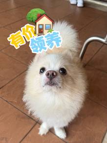 Pomeranian baby boy