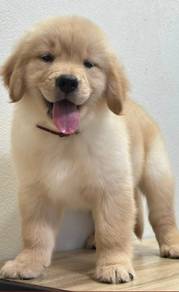 GOLDEN RETRIEVER PUPPIES M795🌻 Cream / Gold Male