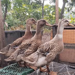 duck 🦆 itik