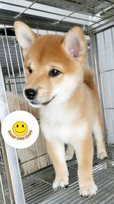 mm5000 Shiba Inu brown haired puppy pet