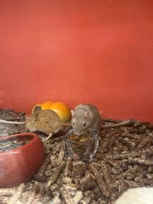 Mangolian Gerbil for sale