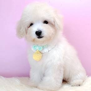 Maltipoo