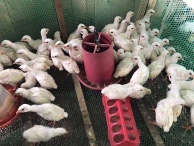 ayam mutiara putih limited 