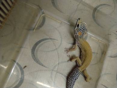Leopard  gecko 