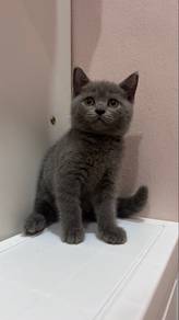 british shorthair