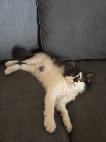 kucing kitten