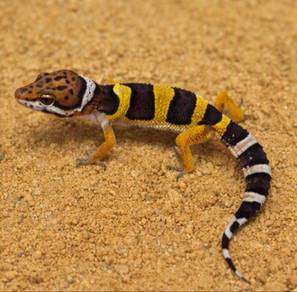 Leopard Gecko