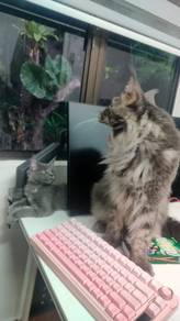 Purebreed Maine Coon Mating Service
