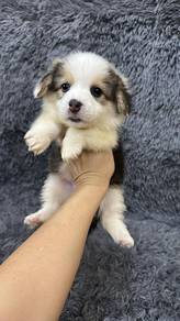 长尾柯基女Corgi with tailFemaleF2Dob : 08-08-26