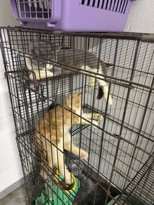 Kucing Bsh untuk dijual