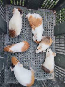 guenia pig arbok tikus belanda 