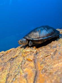 Kura-kura Air (African West Mud Turtle)