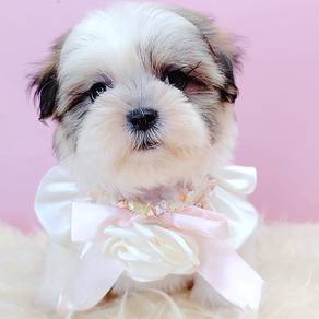 Shih Tzu