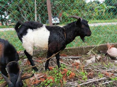 kambing jantan