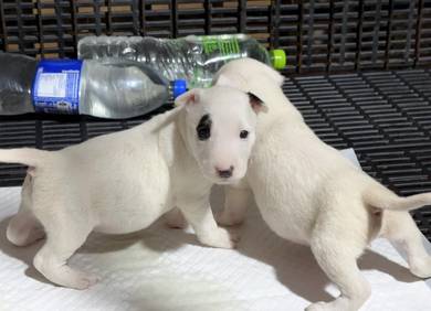 BULL TERRIER PUPPIES BT3 🐻 White Female