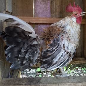 Ayam hutan burik 