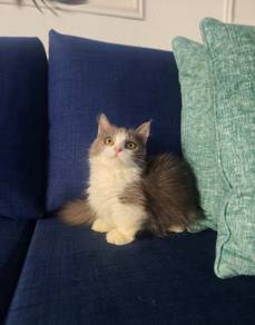 Munchkin supershort Kitten