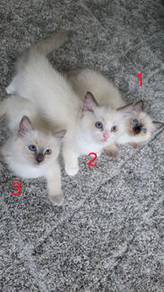ragdoll kittens 