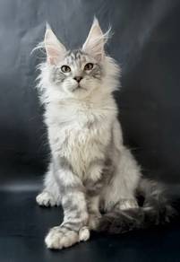 Mainecoon kitten white grey