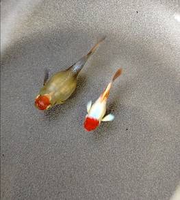 ikan guppy santa gold koi Sb