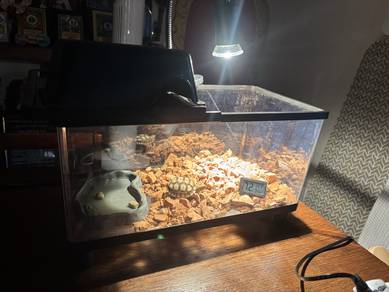 sulcata fullset enclosure