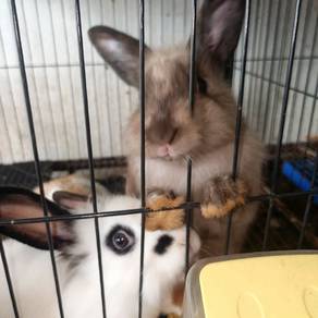 arnab rabbit mixed Lion Head 