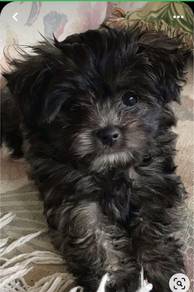 K1990 Beloved Poodle Little Bear Puppy Baby Puppy