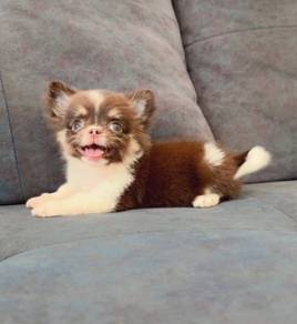 CHIHUAHUA PUPPIES 178 🌷Head Apple Bonnie Dog Girl