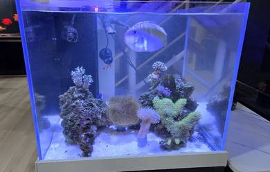 Full 2x2FT Saltwater Tank With Cabinet & Equipment